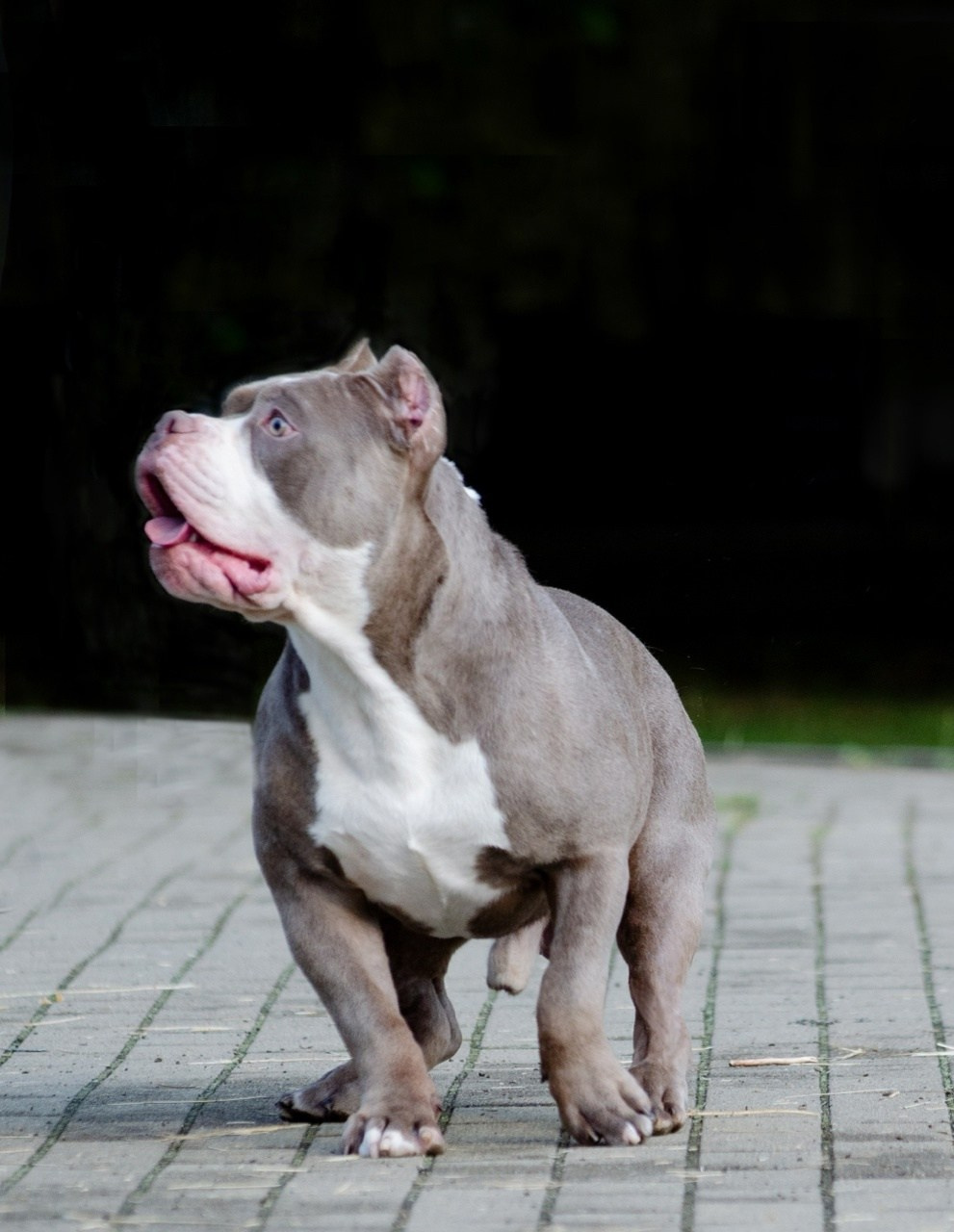 купить щенка булли в Санкт-Петербурге