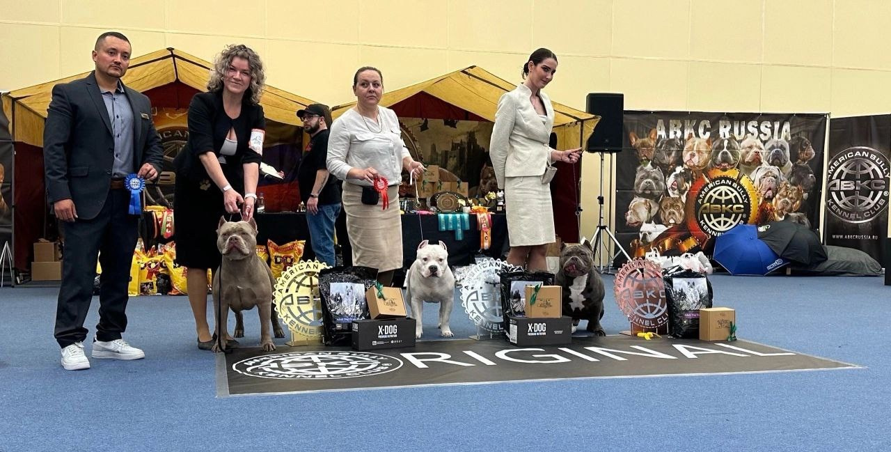 американский булли Крым, American Bully