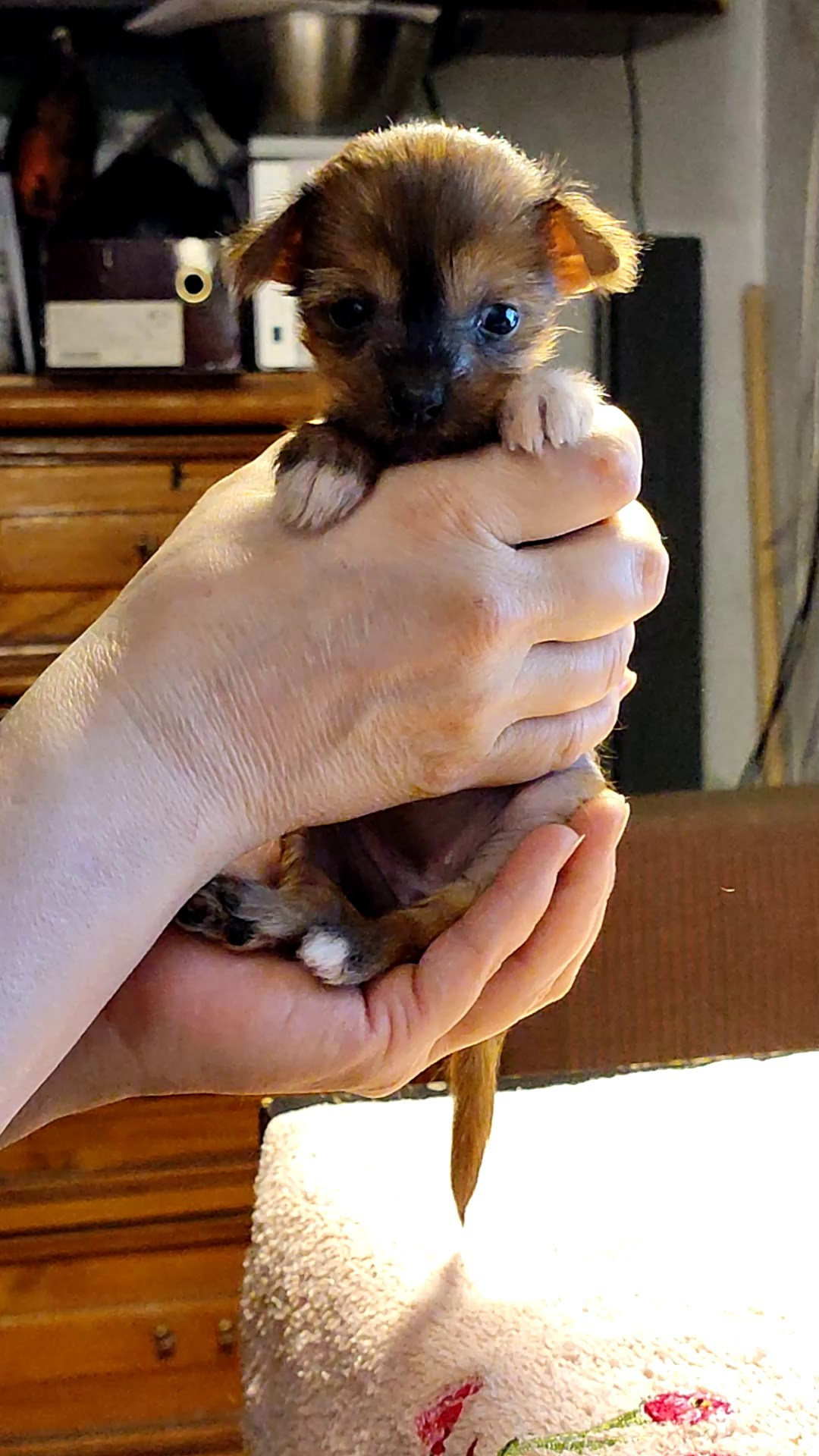 2 года помету V!. Питомник китайских хохлатых собак Poale Ell: купить щенка в питомнике