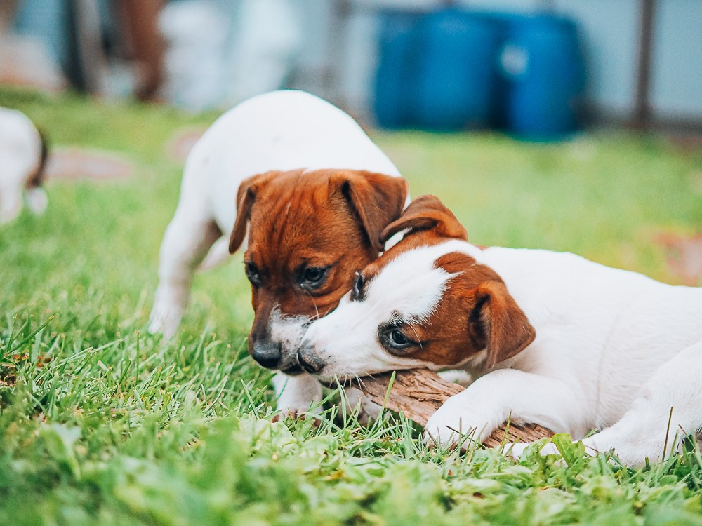Мальчик 1 галерея. CANE MAESTRO — kennel Jack Russell Terrier