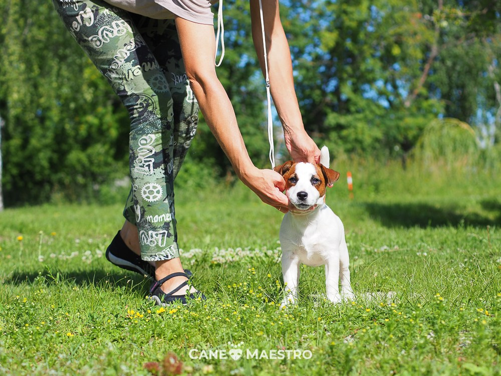 Щенок Джек-рассел-терьер. КМ ФЕРИТЕЙЛ. Гладкий джек рассел. Девочка№1. КАНЕ МАЭСТРО — питомник Джек рассел терьеров