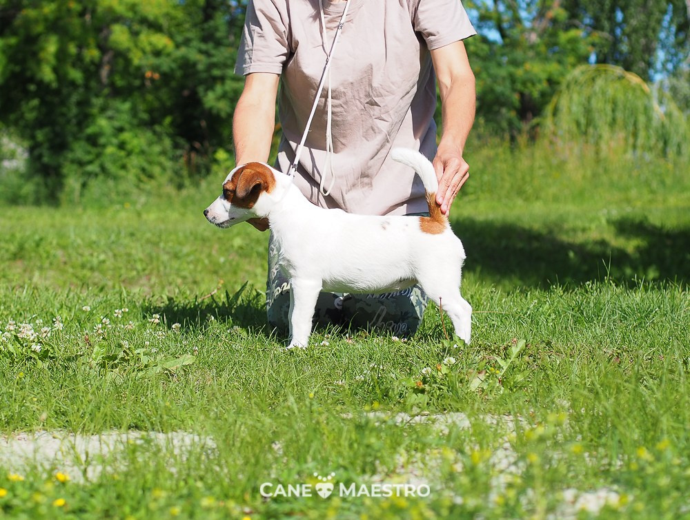 Щенок Джек-рассел-терьер. КМ ФЕРИТЕЙЛ. Гладкий джек рассел. Девочка№1. КАНЕ МАЭСТРО — питомник Джек рассел терьеров