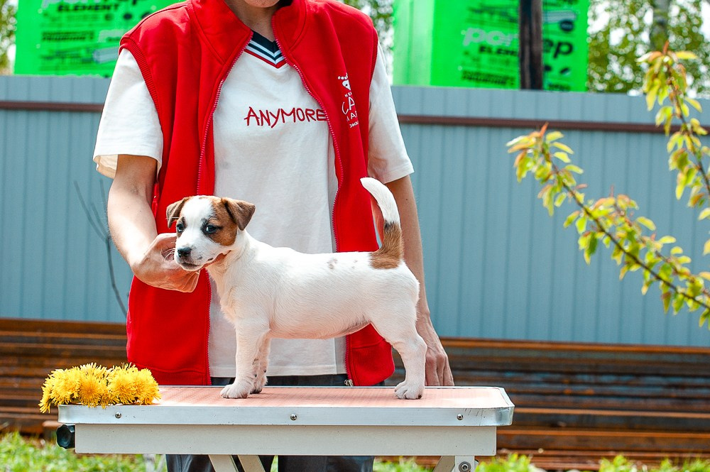 Джек рассел терьер. Гладкошерстная девочка Джек рассел терьер. У нас есть щенки на продажу. Классический окрас. Ровная маска. Джек рассел терьер. Щенки купить в Москве. Отличная анатомия. Ровные лапки. Ровный хвостик и спинка. Вырастет не крупной.