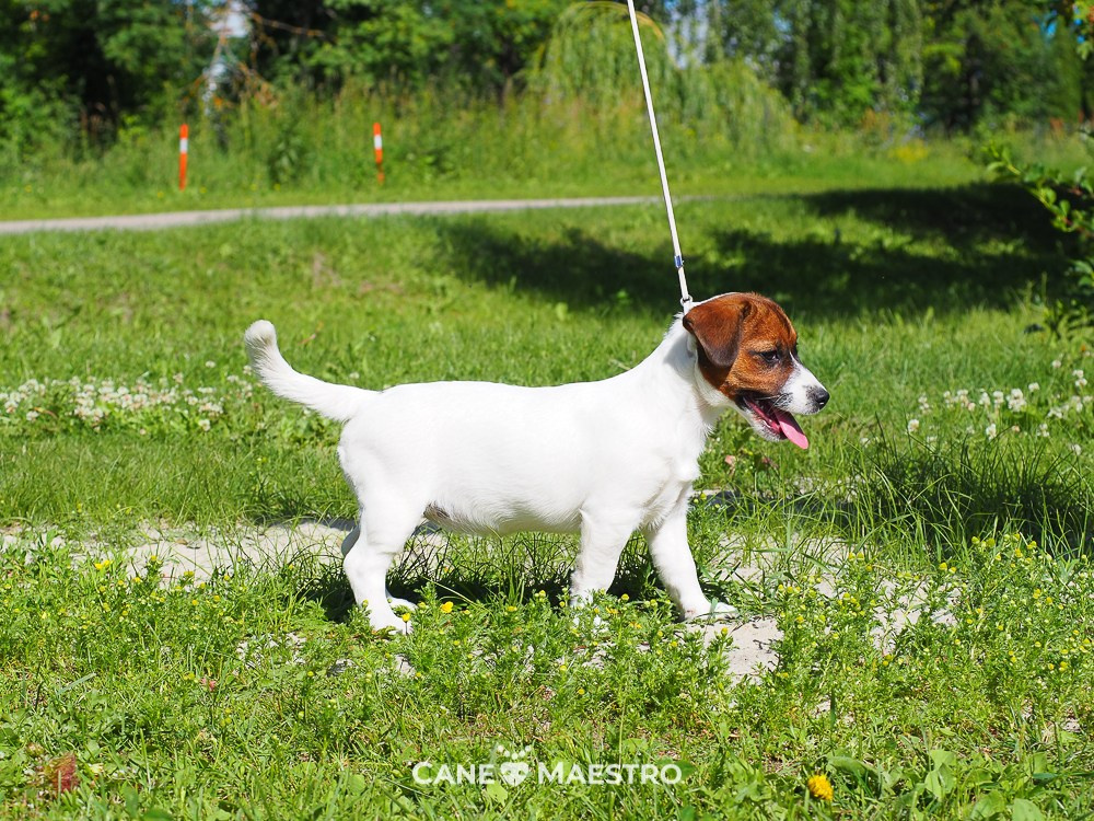 Щенок Джек-рассел-терьер. КМ ФЕЛИЧИТА. Гладкий тип шерсти. Девочка №2. КАНЕ МАЭСТРО — питомник Джек рассел терьеров