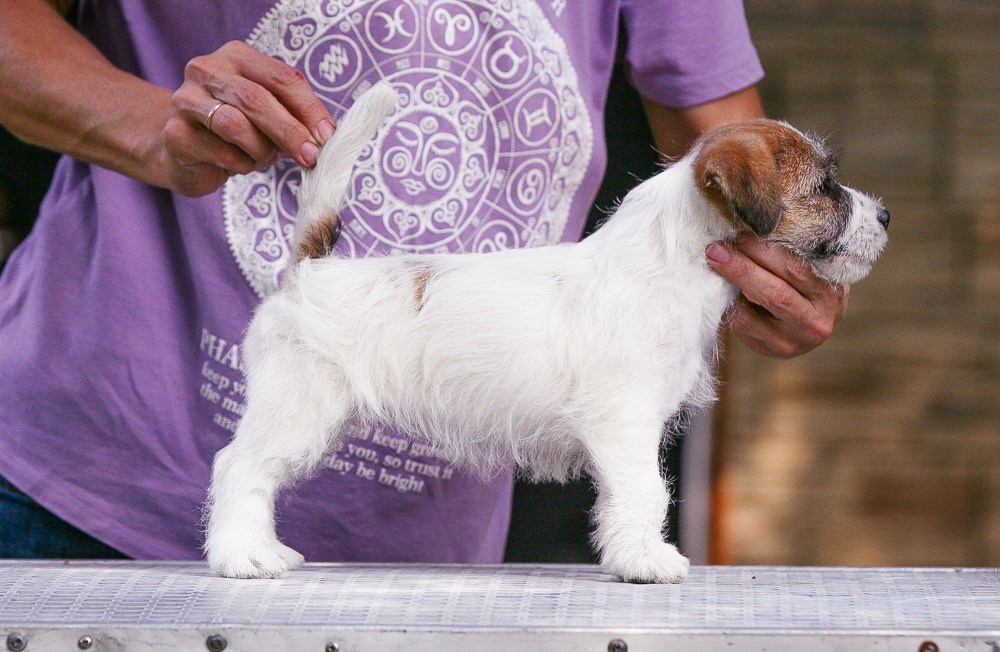 CANE MAESTRO RENDEZVOUS. CANE MAESTRO — kennel Jack Russell Terrier