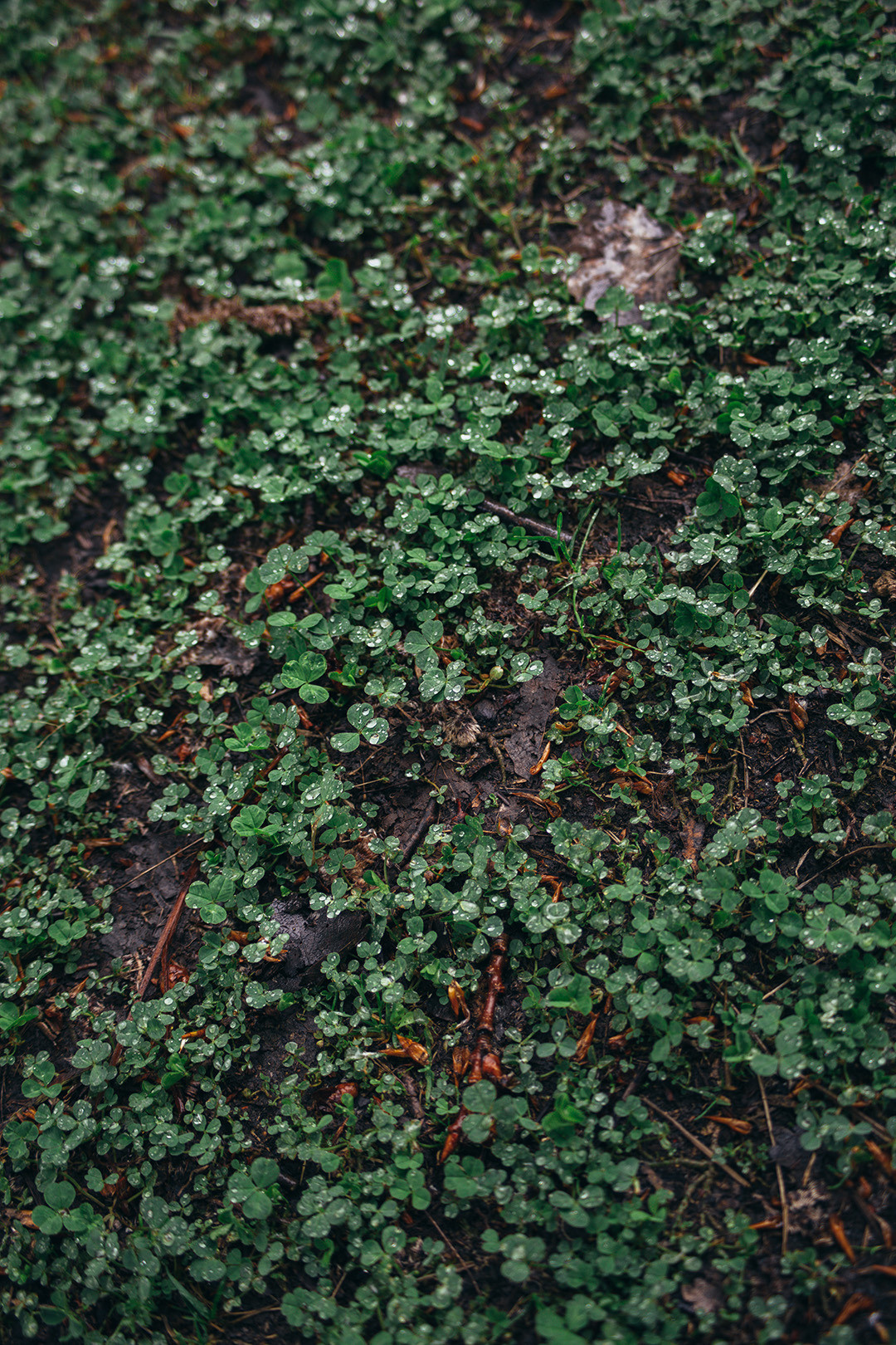 Виктория. Репортажный, семейный фотограф из Нефтеюганска