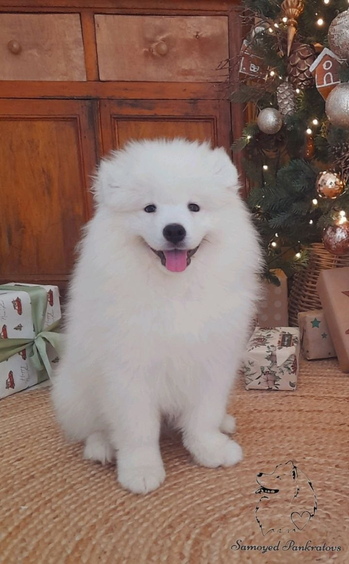 Помет «Р» 04.10.2023 д. р. Самоед Новосибирск