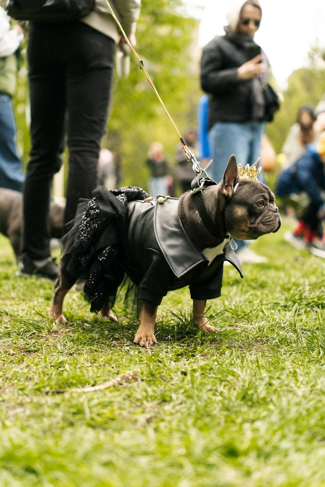Парад Бульдогов. Axenov_eugene
