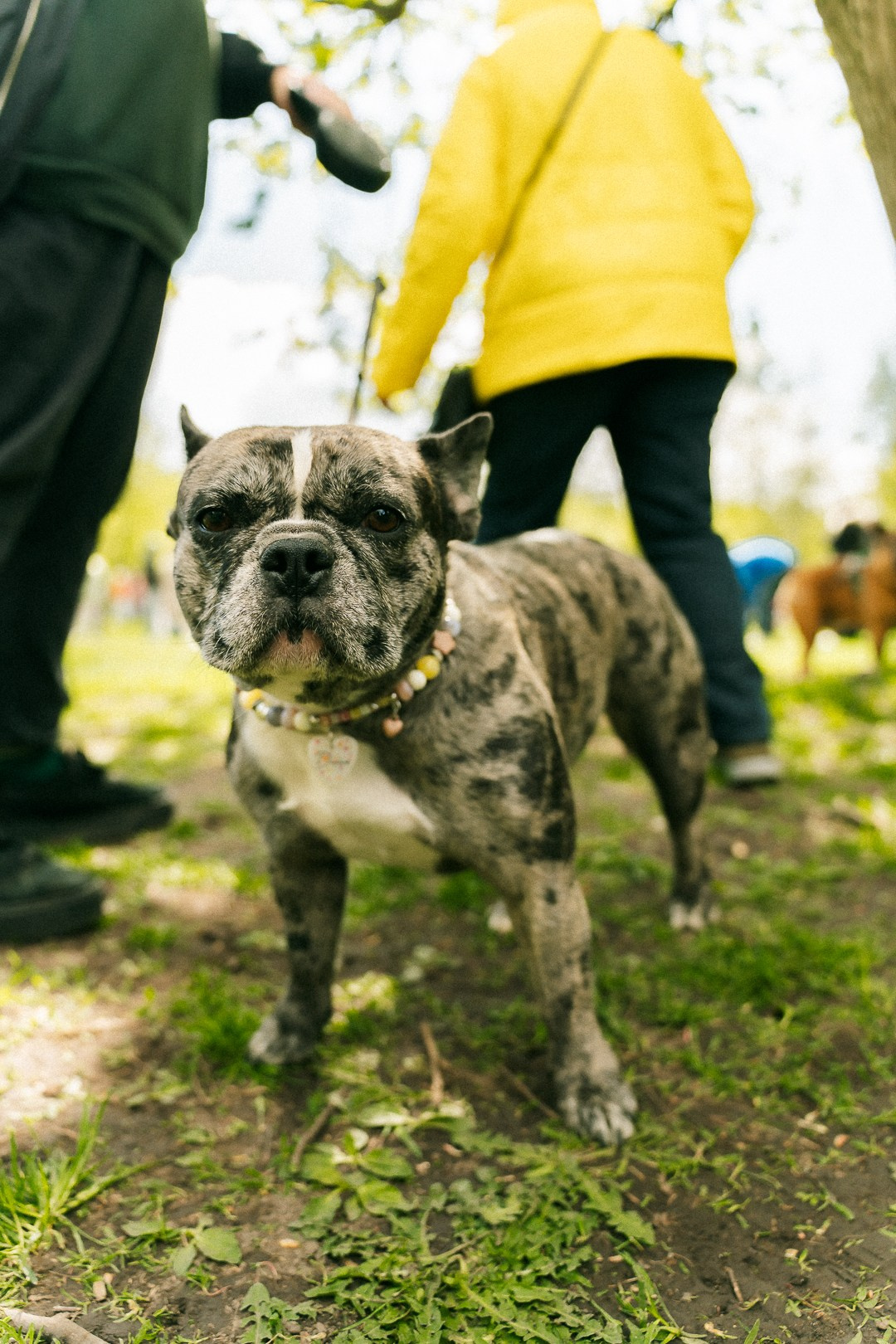 Парад Бульдогов. Axenov_eugene
