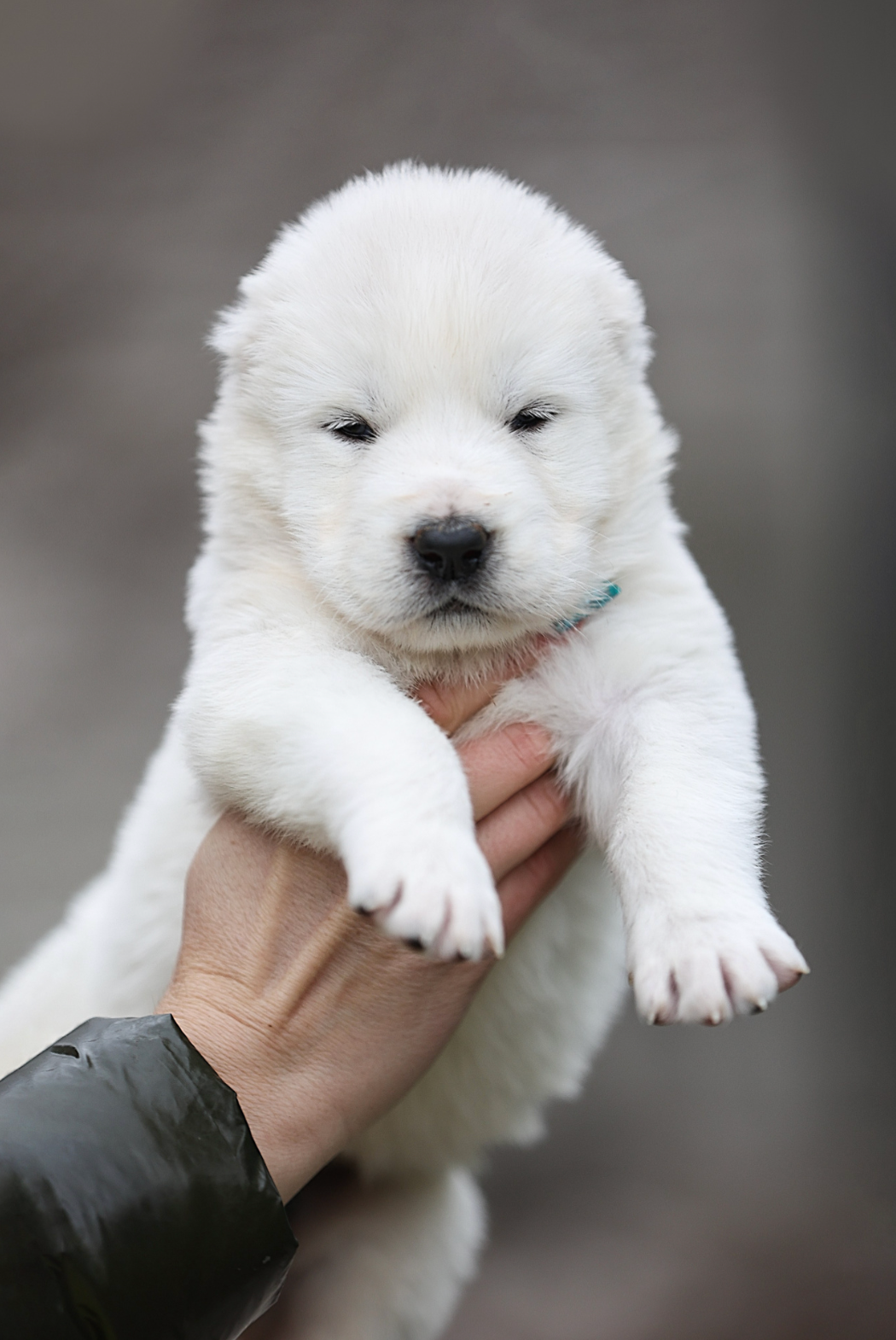 Курсы на фотографа-анималиста