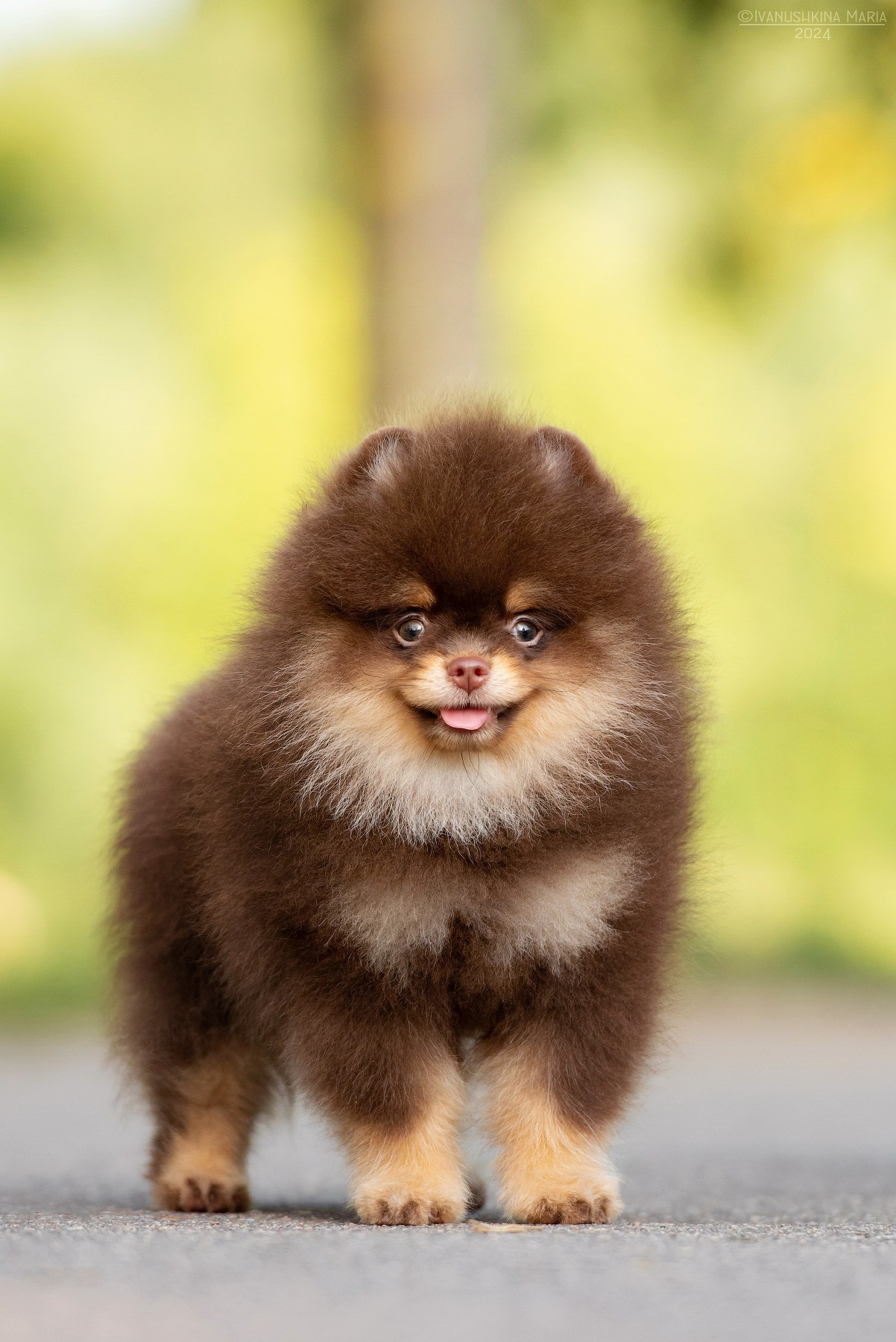 Фотосессия щенков на продажу. Фотограф собак в Москве и Московской области Иванушкина Мария