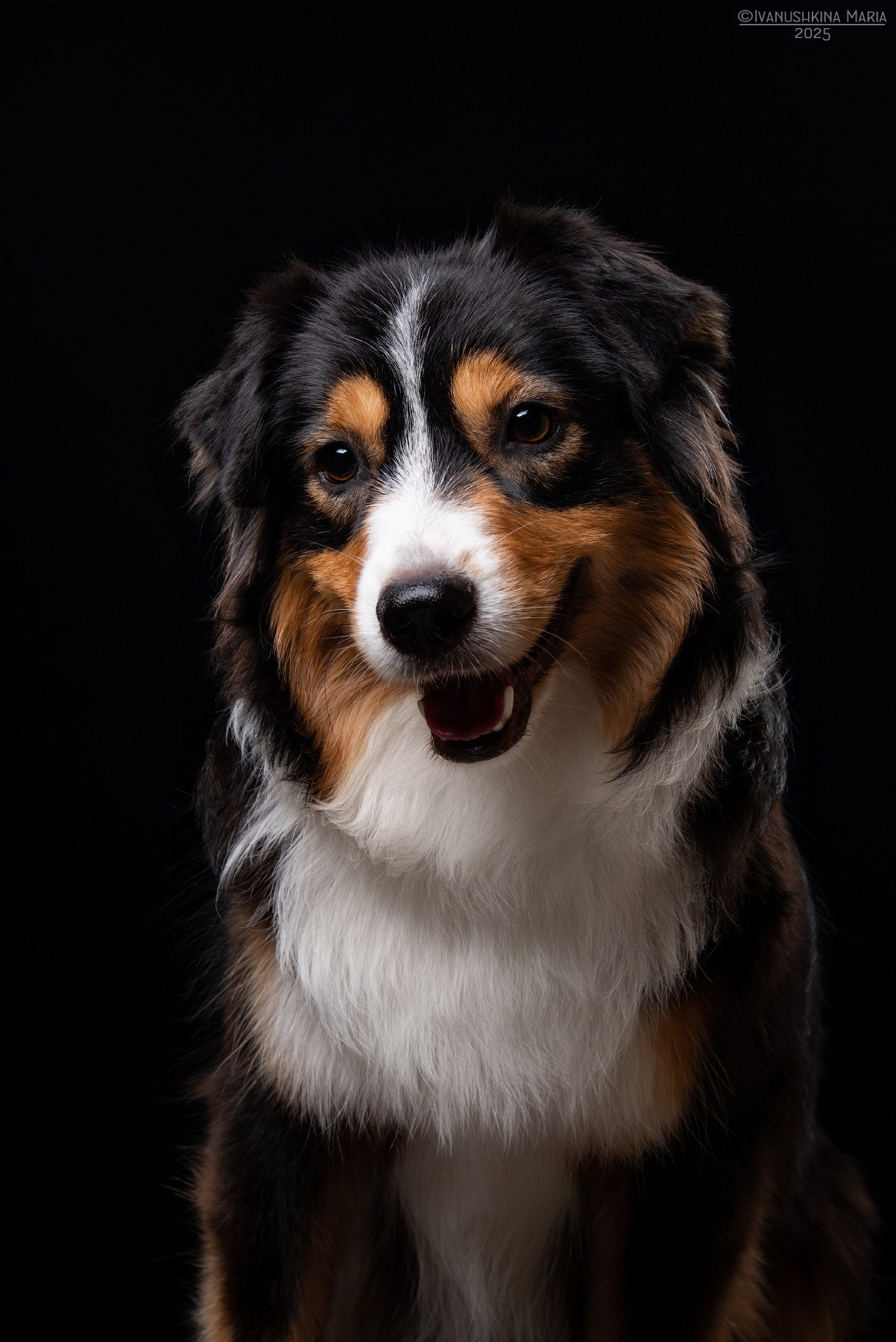 Фотосессия собаки в студии. Фотограф собак в Москве и Московской области Иванушкина Мария