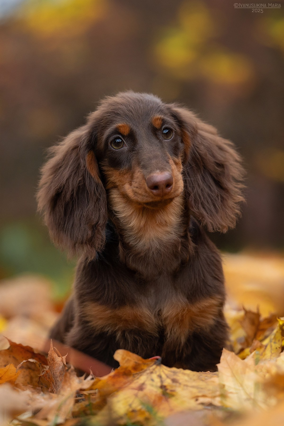 Фотограф-анималист. Фотограф собак в Москве и Московской области Иванушкина Мария