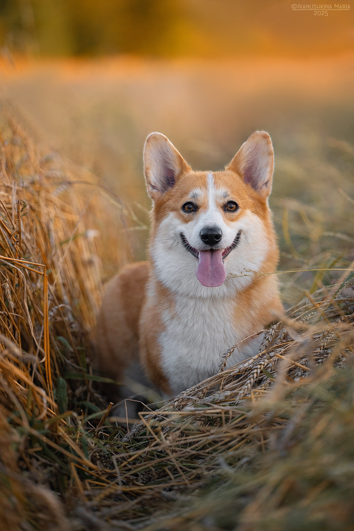 Фотограф-анималист. Фотограф собак в Москве и Московской области Иванушкина Мария