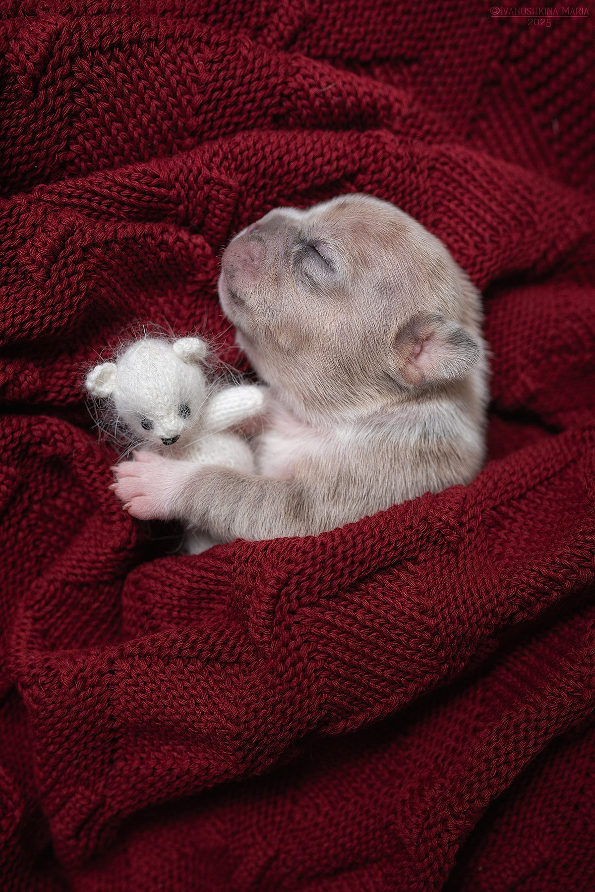 Ньюборн фотосессия щенков. Фотограф собак в Москве и Московской области Иванушкина Мария