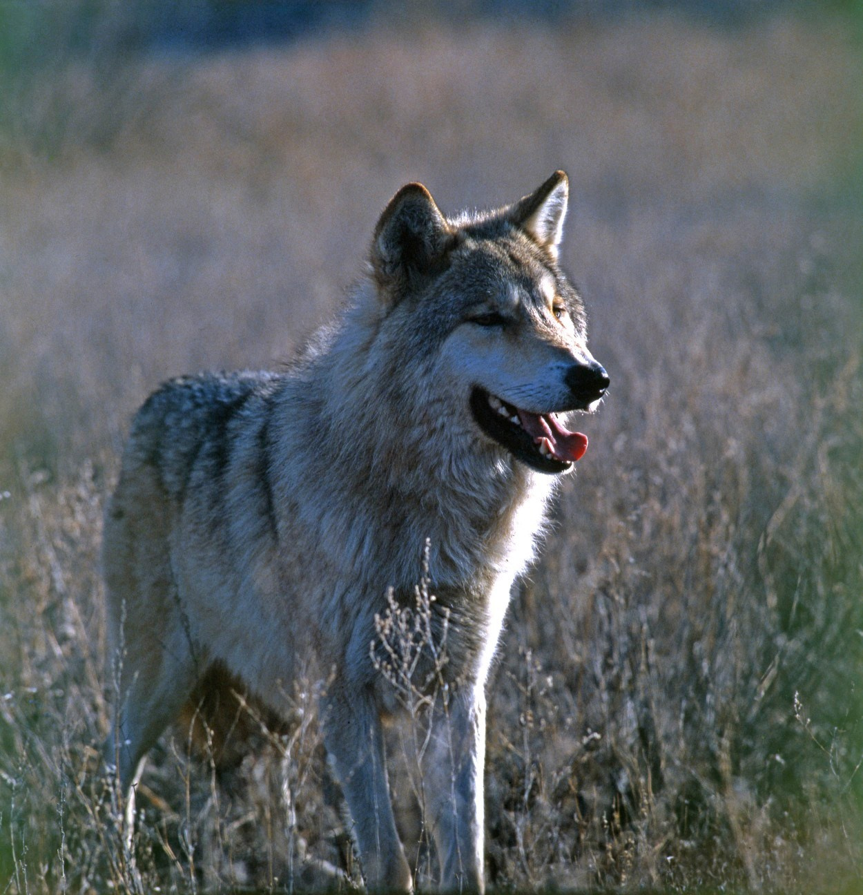 Саяны. ВАДИМ ГИППЕНРЕЙТЕР — ВЕЛИКИЙ ФОТОГРАФ ЗЕМЛИ РУССКОЙ