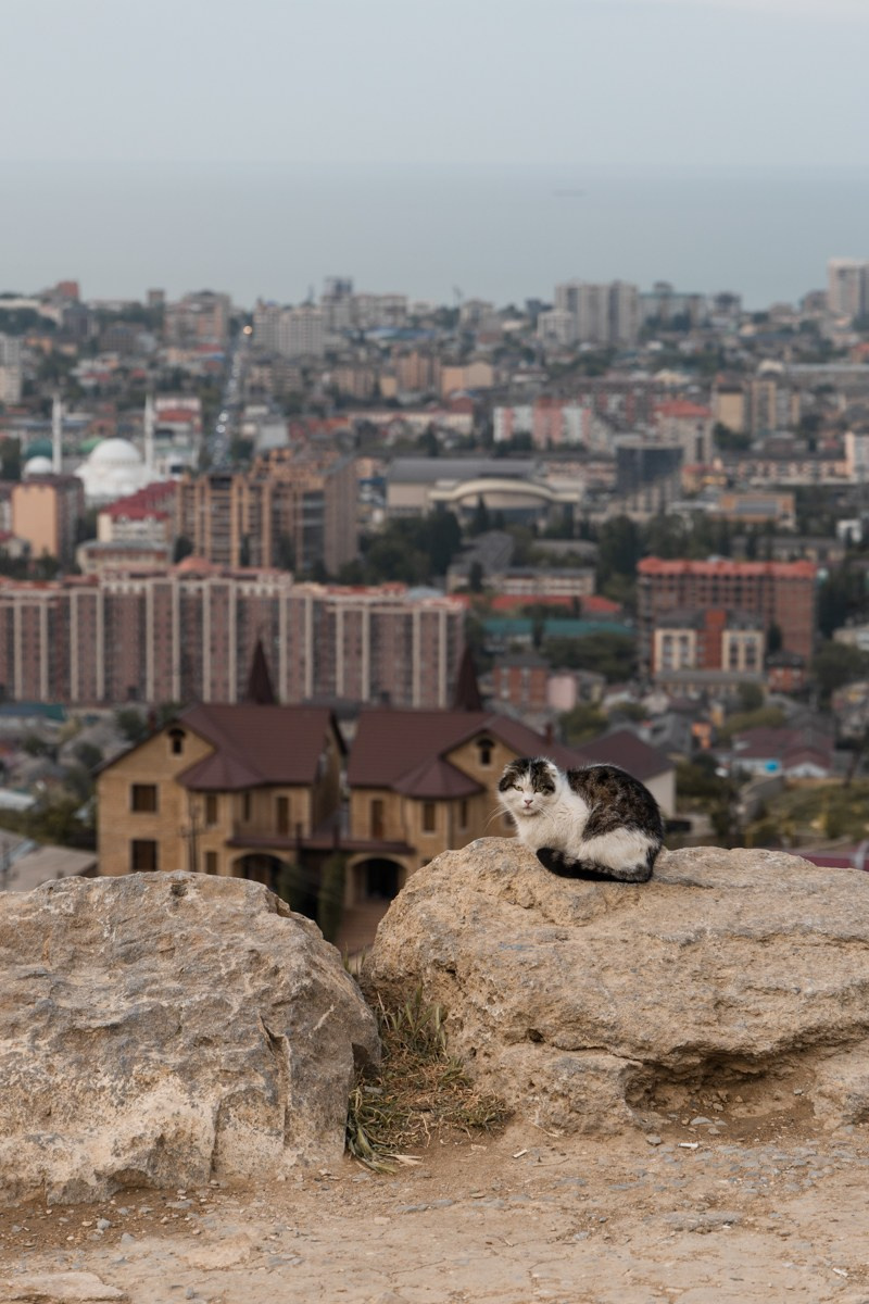 Животные. Photomantis