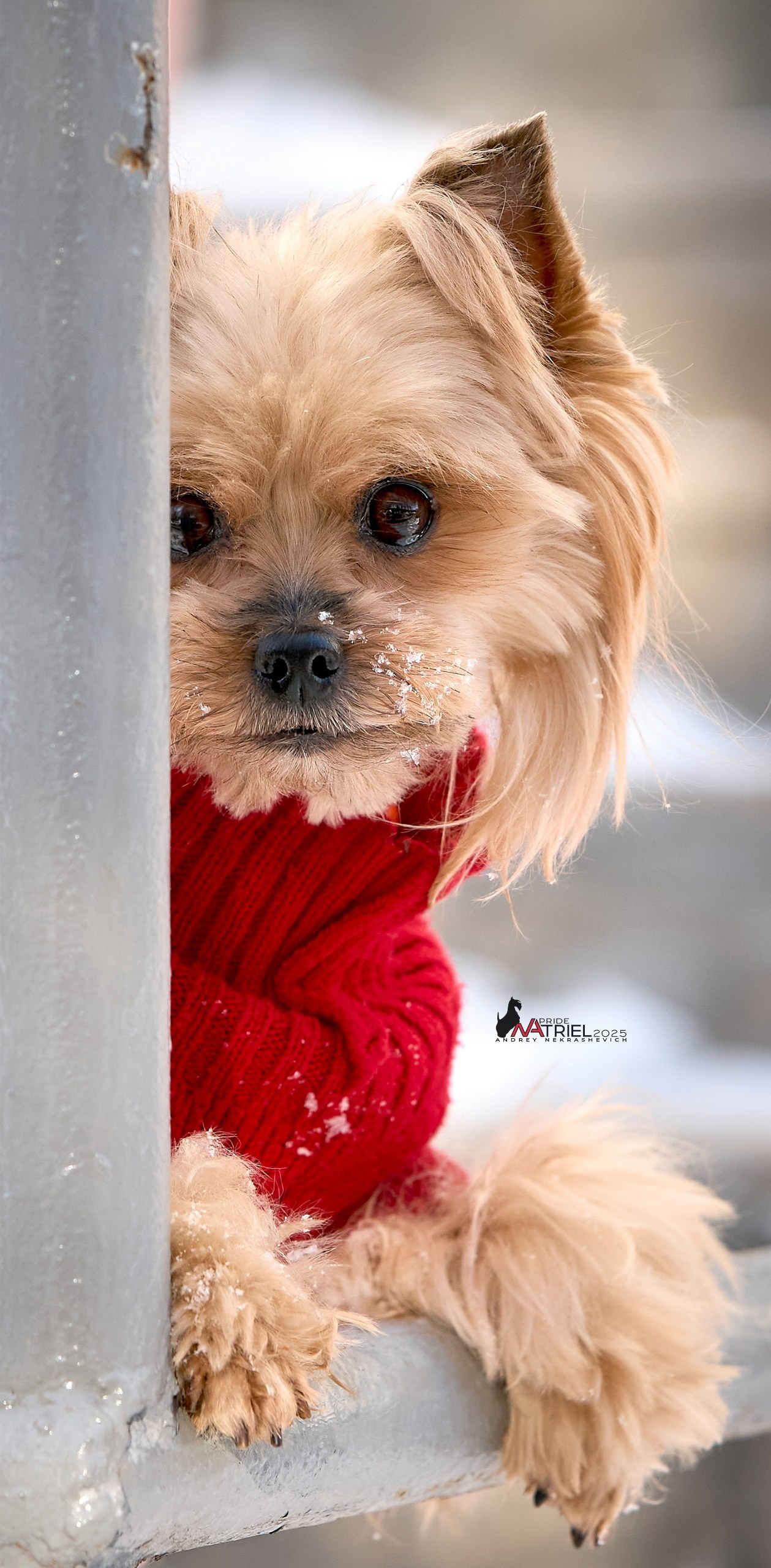 Фотопрогулка с моими собаками