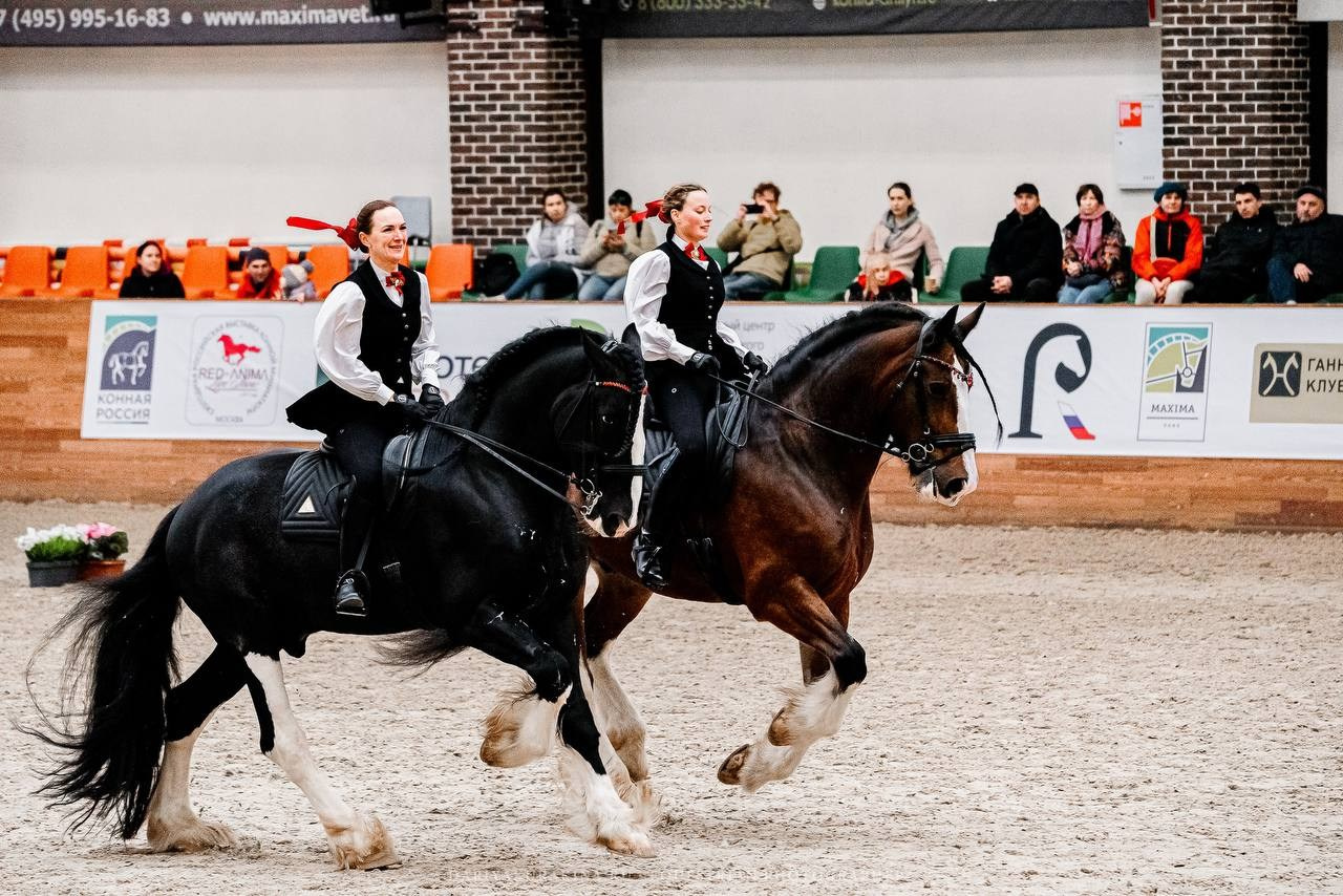 КОННАЯ РОССИЯ 2024. Конный фотограф Куракина Дарья • Фотосессии с лошадьми