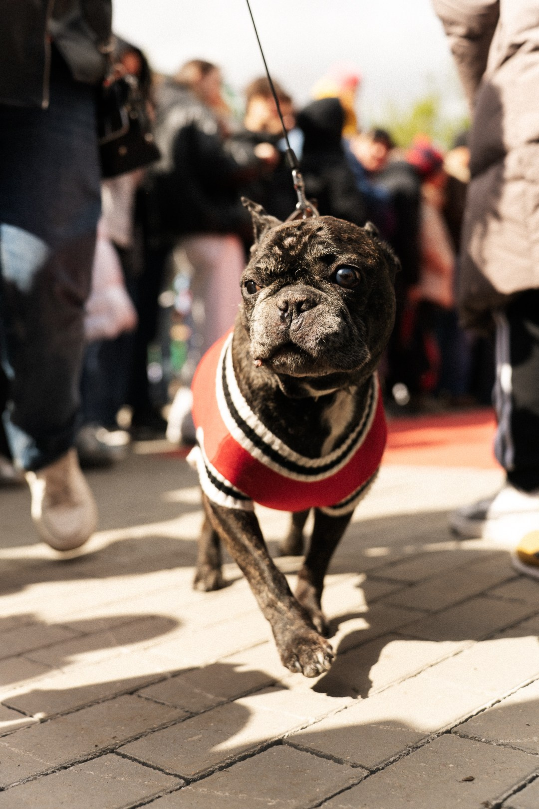 Парад Бульдогов. Axenov_eugene