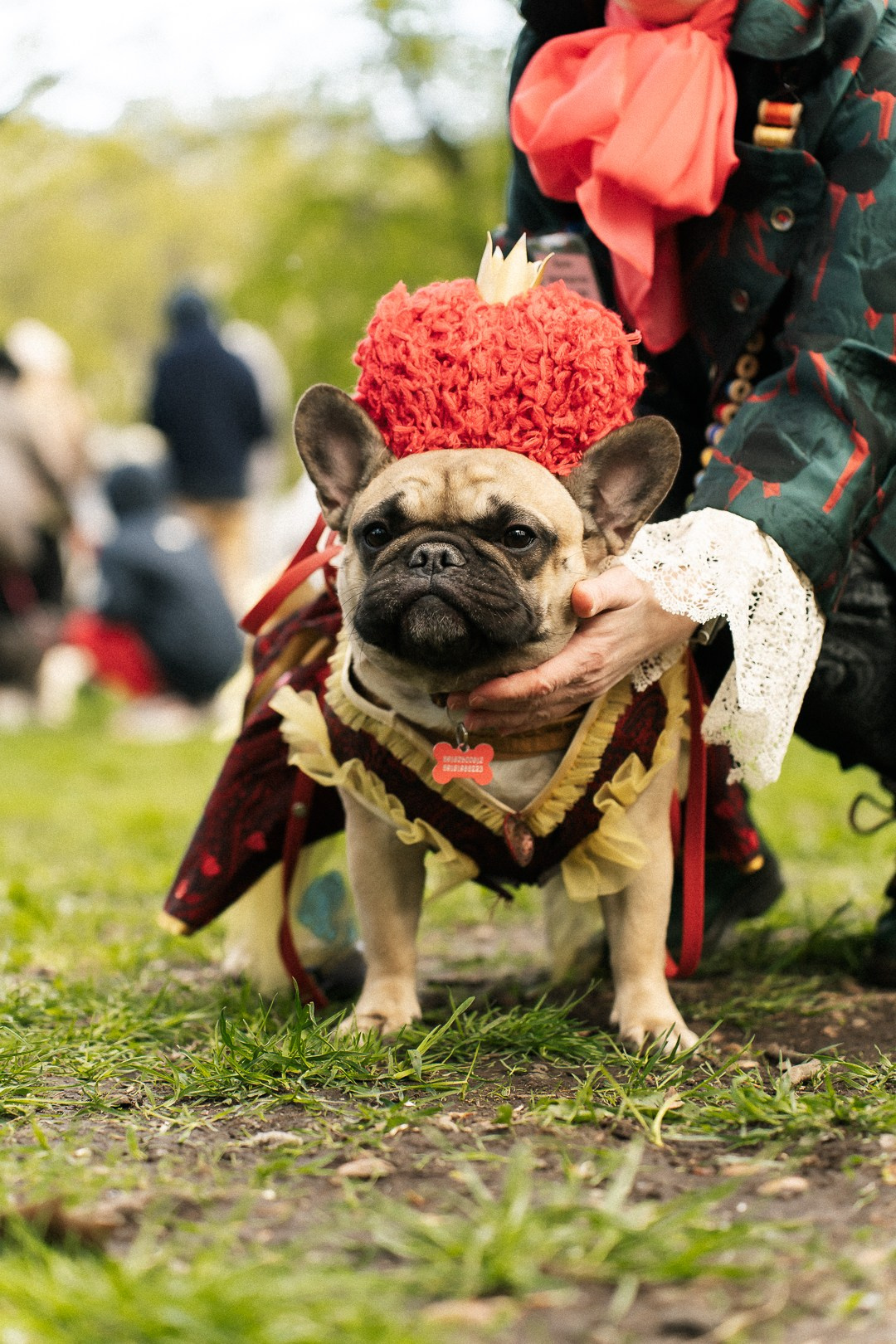 Парад Бульдогов. Axenov_eugene