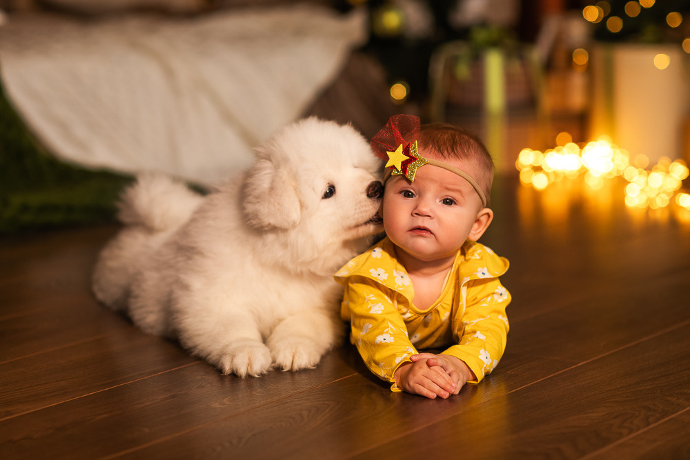 С щенками. Семейный фотограф в Донецке Елена Горбатенко