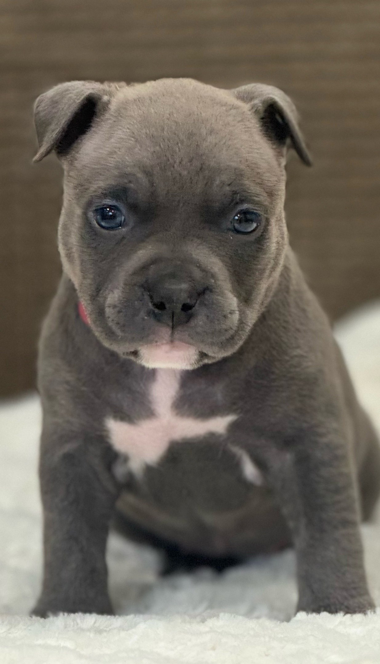 купить щенка American Bully в Иркутске 