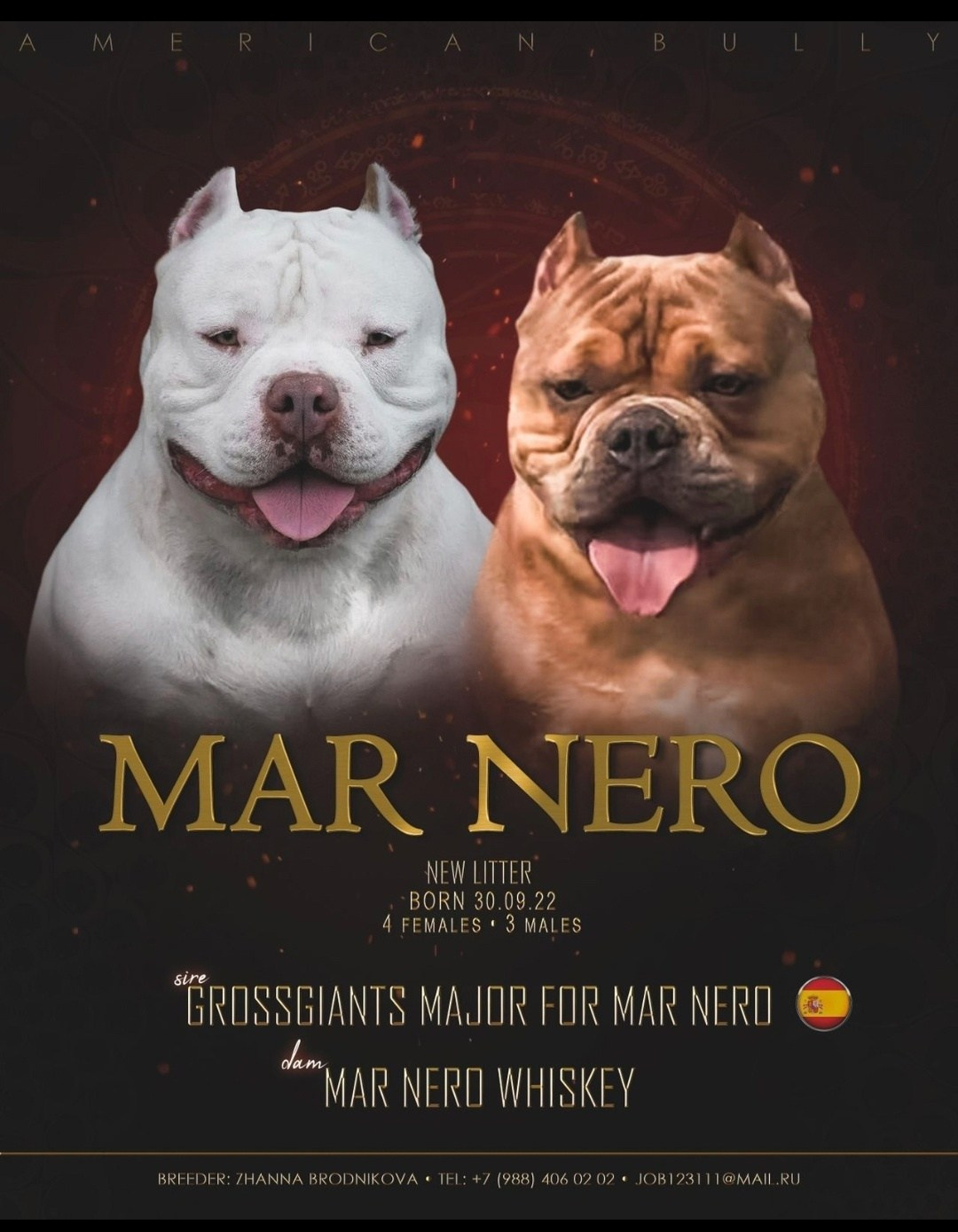 презентация американского булли, булли в редком белом окрасе 