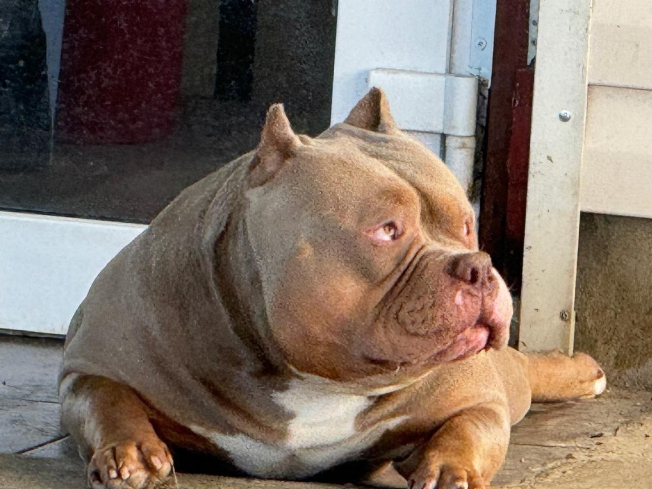 купить американского булли в Москве