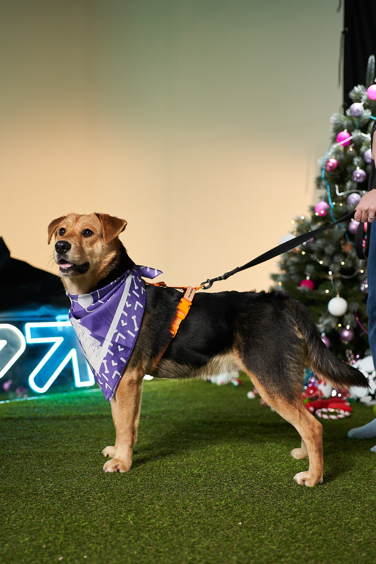 Проект «Андердоги» для коллаборации Фонда «Рэй», Sports.ru, Пари. Фотограф анималист Москва Дарья