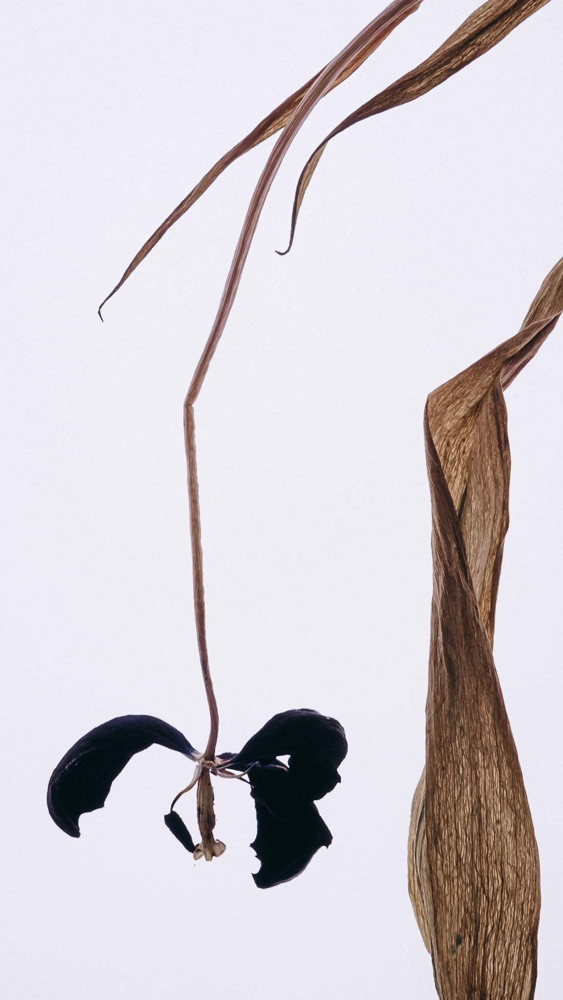 Тычинки и пестики