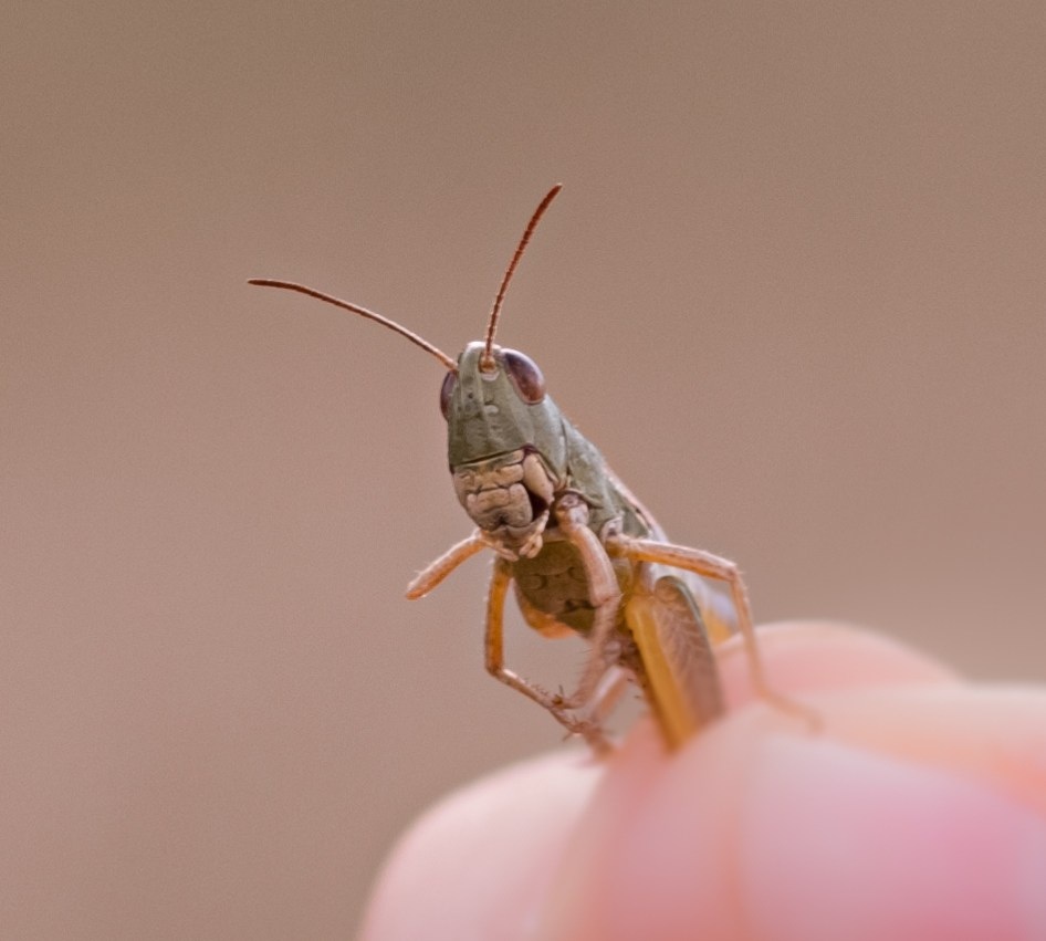 Детские. Фотограф Светлана Воронцова