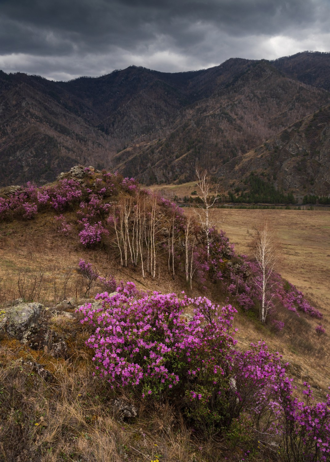 Розовый флёр Зачемалья. Чемальский район, апрель 2024