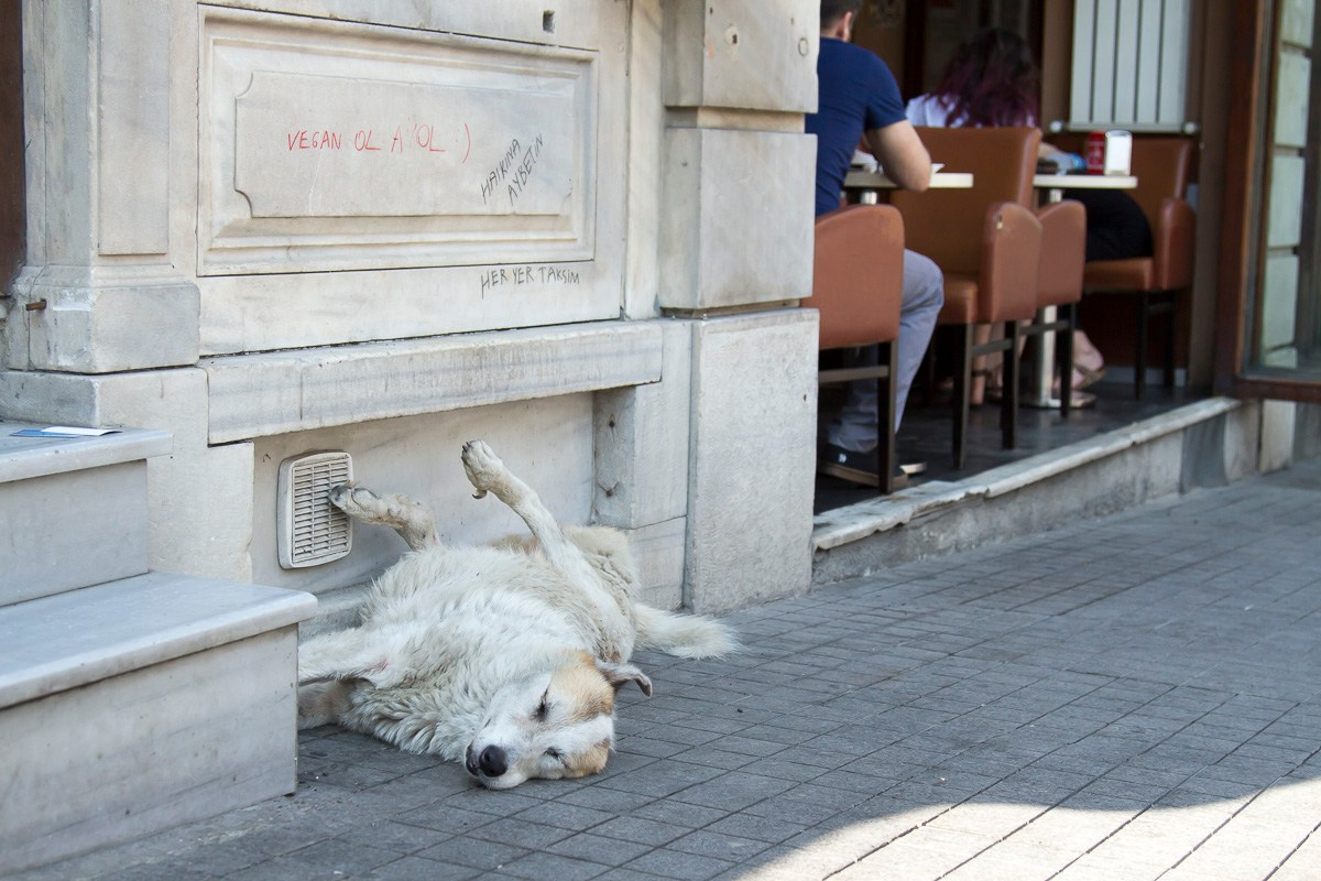 Стамбул, Турция, 2014. Фотограф Василий Буланов
