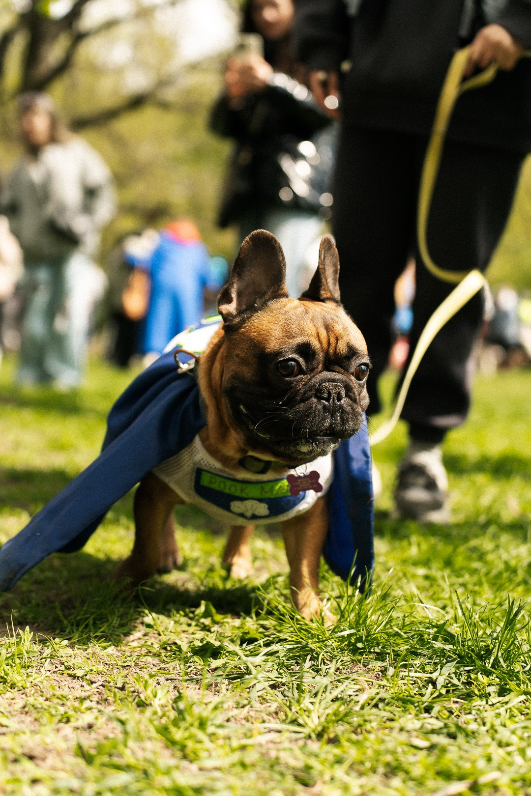 Парад Бульдогов. Axenov_eugene
