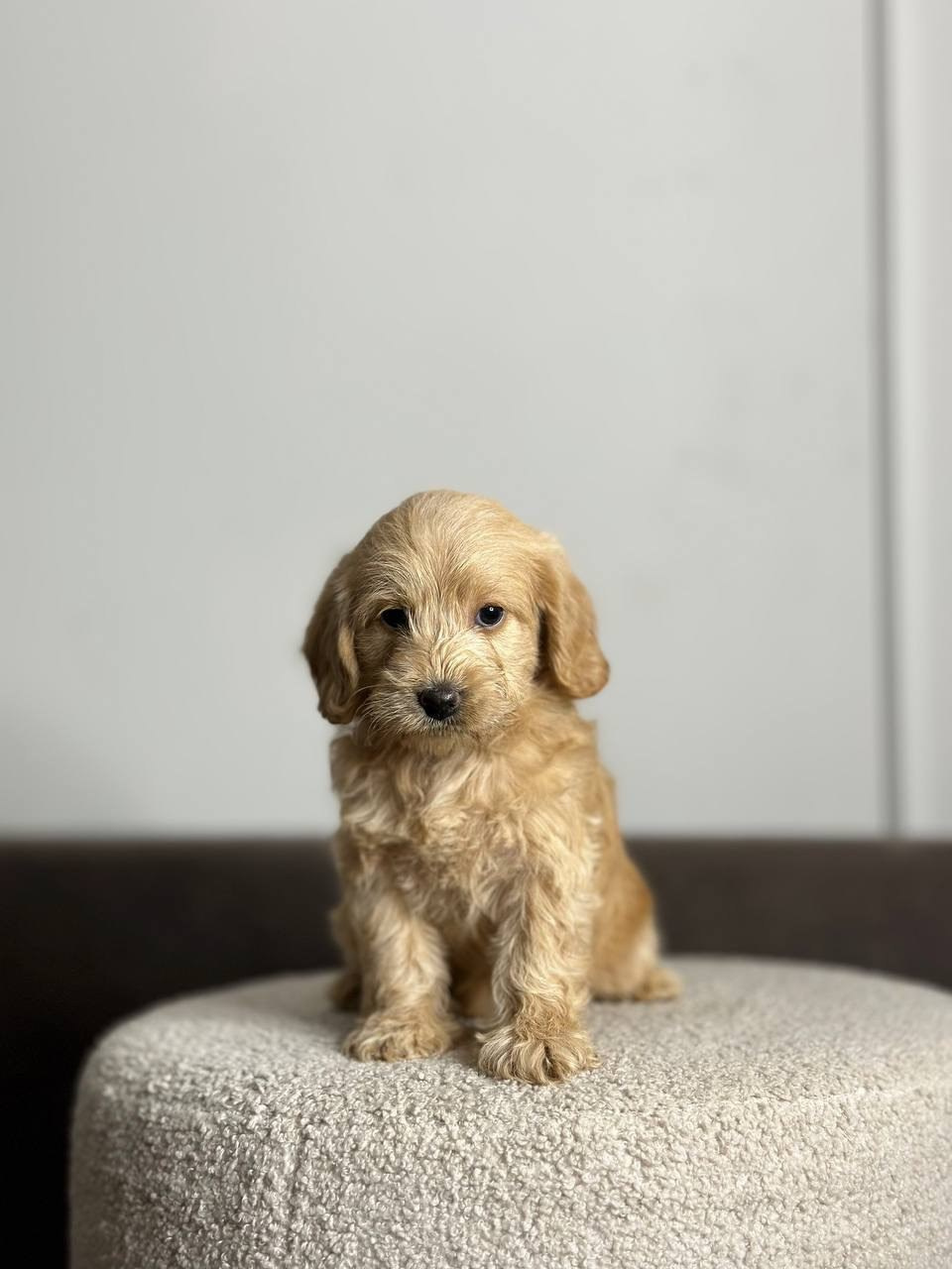 Щенки. Заводчик Labradoodle в Санкт-Петербурге — Костылева Ульяна