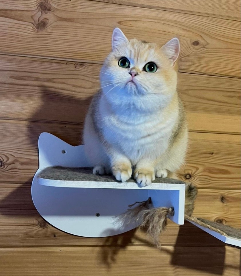 Julia. Mauna Gastonia