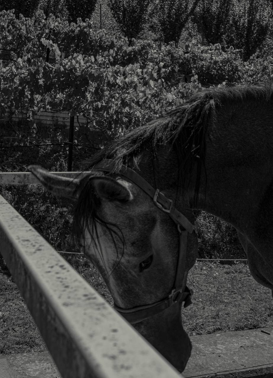 Фотосессия на конюшне в Сочи. Портфолио фотографа Анастасии Блохиной