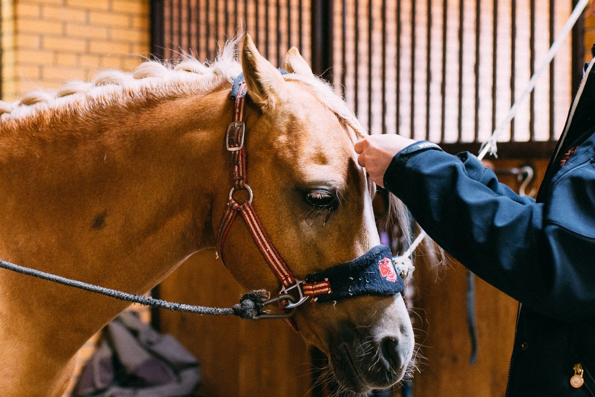 Выездка КСК «Дерби». Репортажный и семейный фотограф в Санкт-Петербурге Тарас Марченко