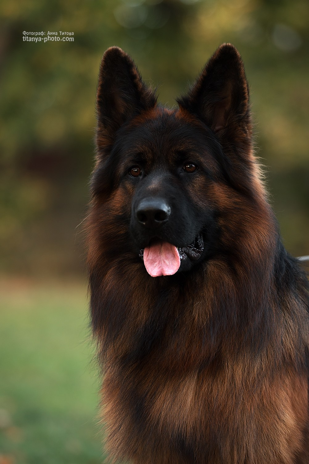 Экстерьерная фотосъёмка немецких овчарок. Фотограф собак, фотограф-анималист Аня Титова (Titanya). Москва