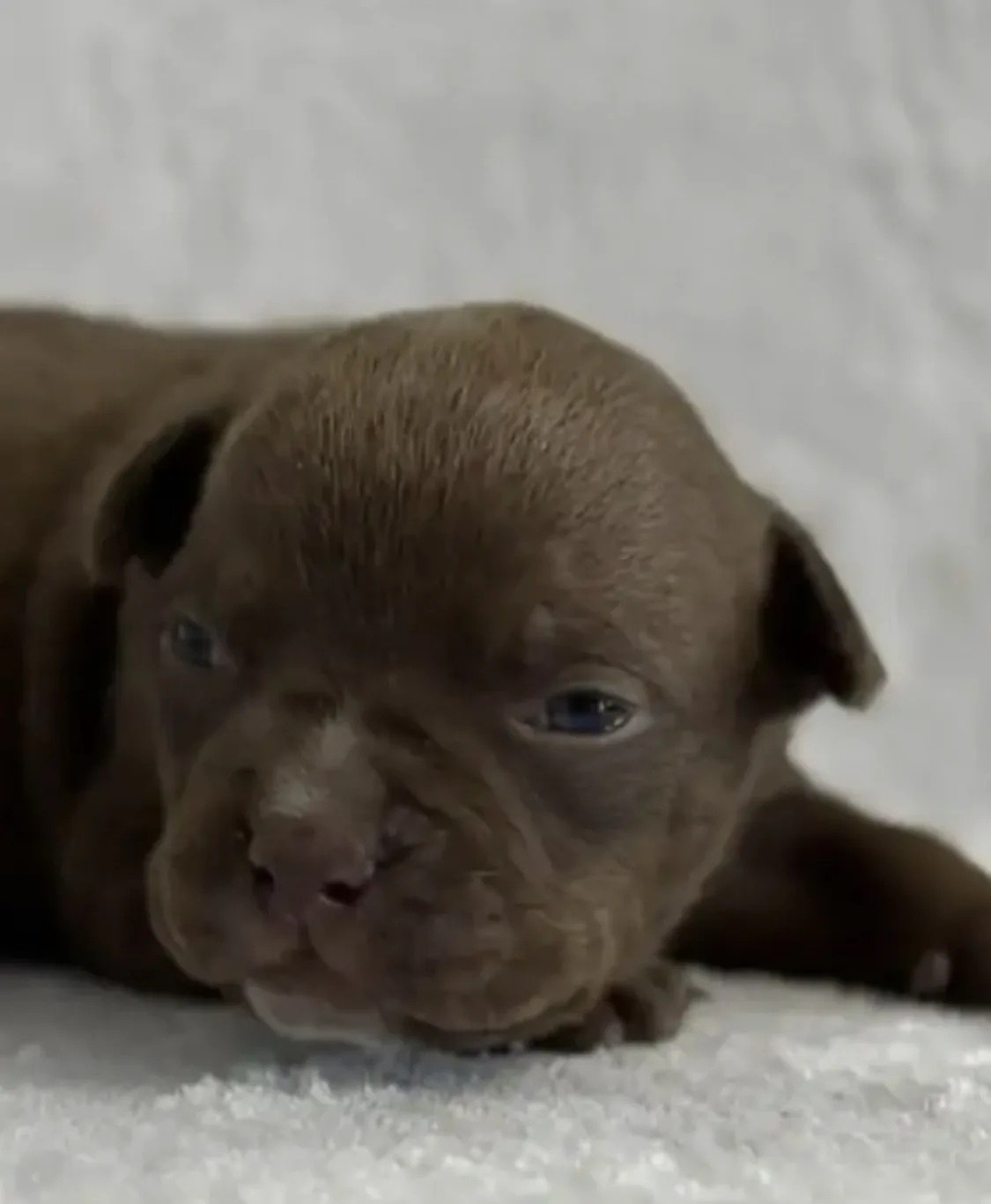 Щенки Американский булли. ПИТОМНИК СОБАК ПОРОДЫ АМЕРИКАНСКИЙ БУЛЛИ