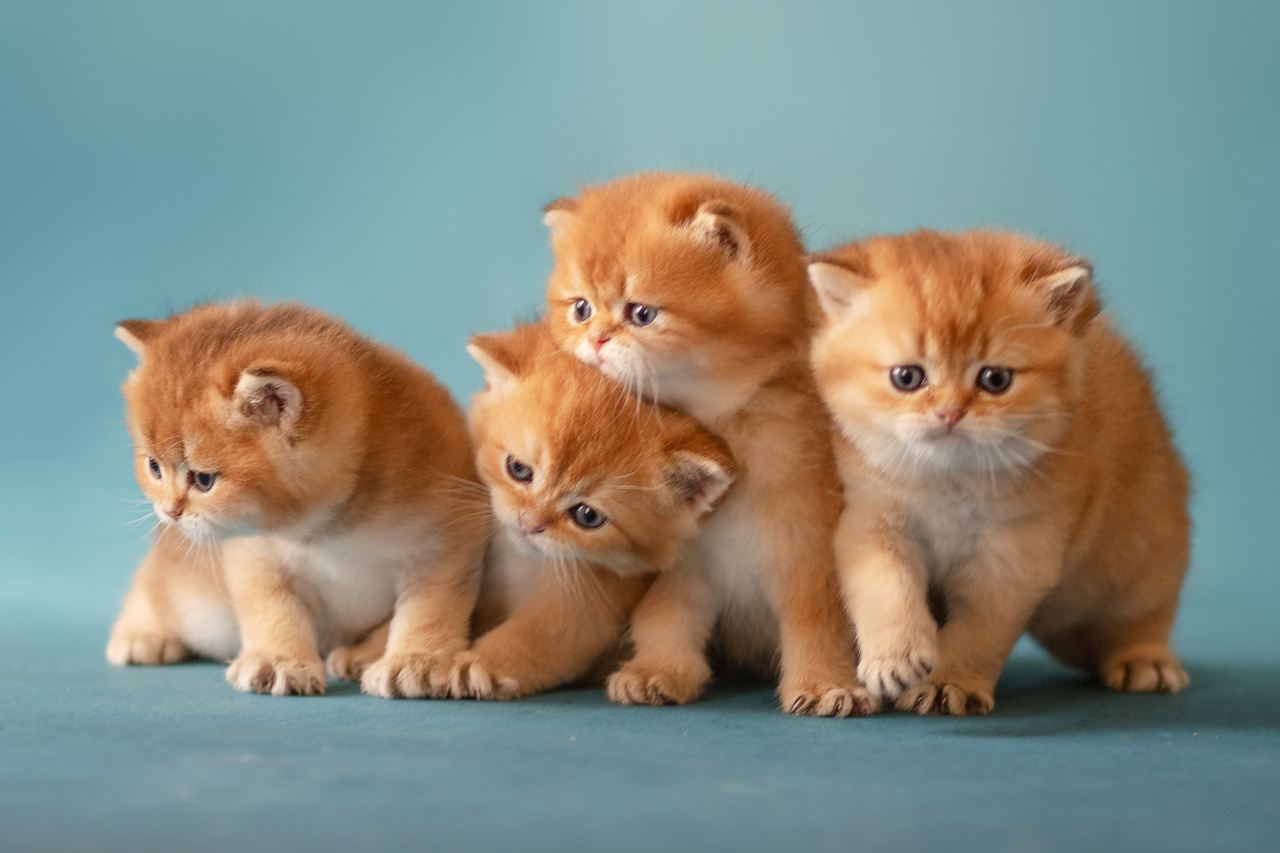 Четыре котенка