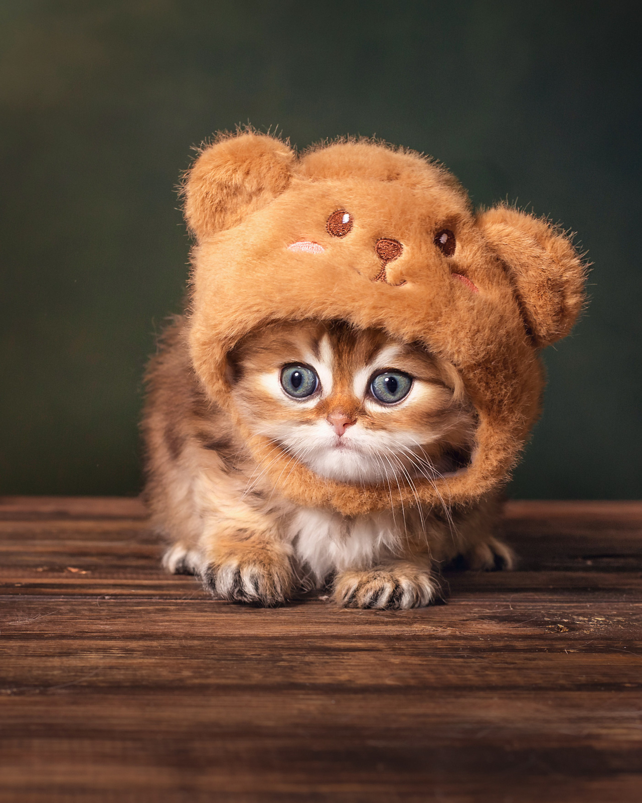 Котенок в шапочке
