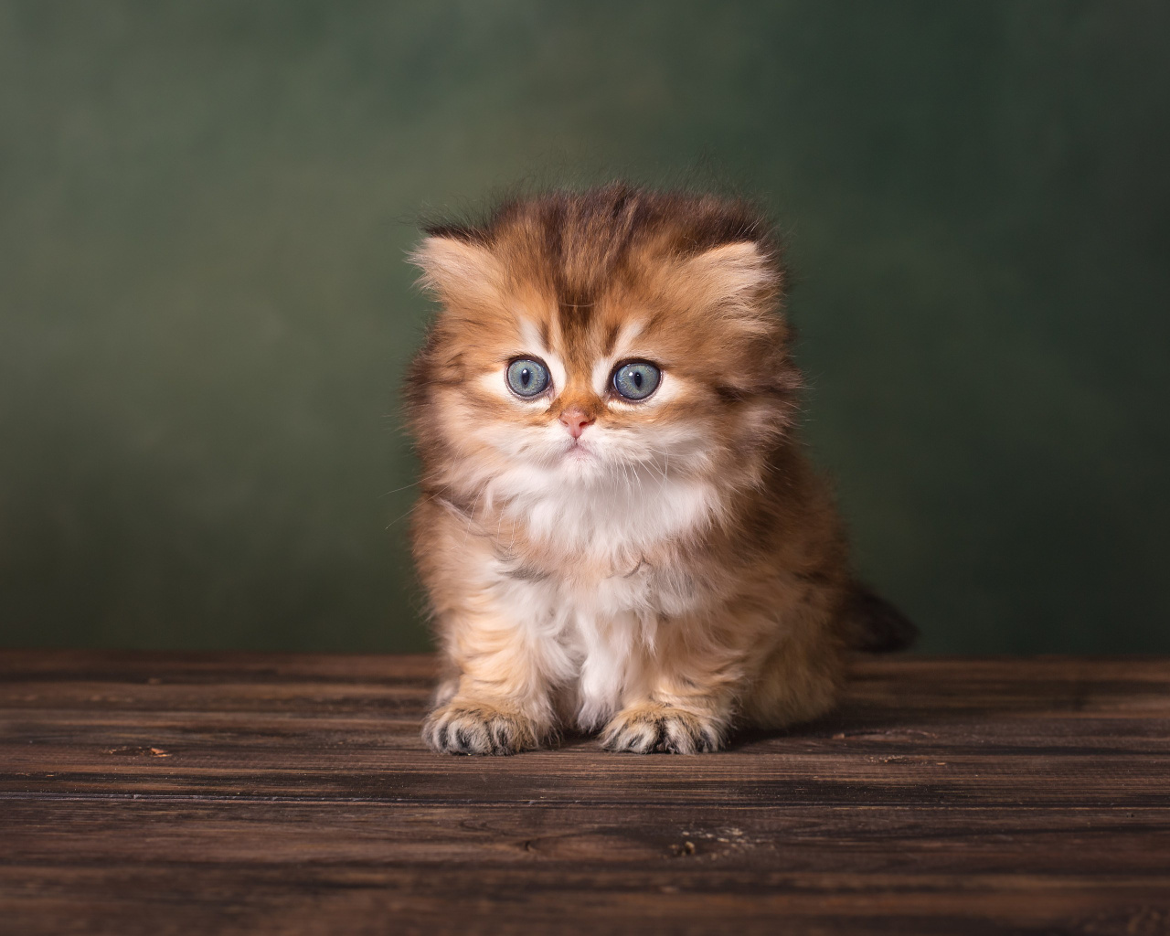 Рыжий котенок сидит на деревянной поверхности