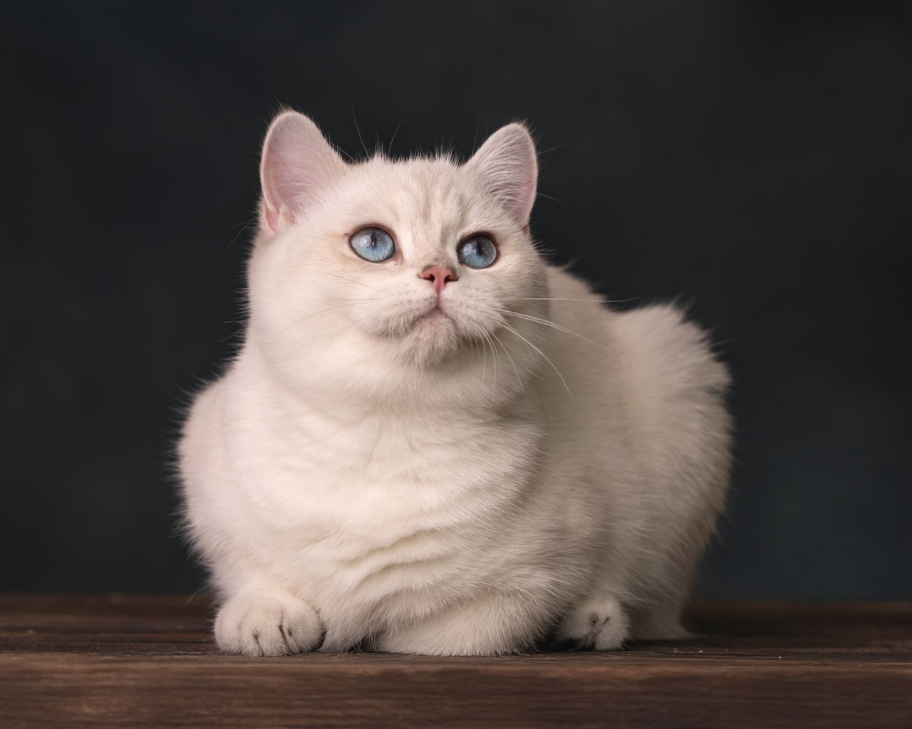 Белая кошка на темном фоне