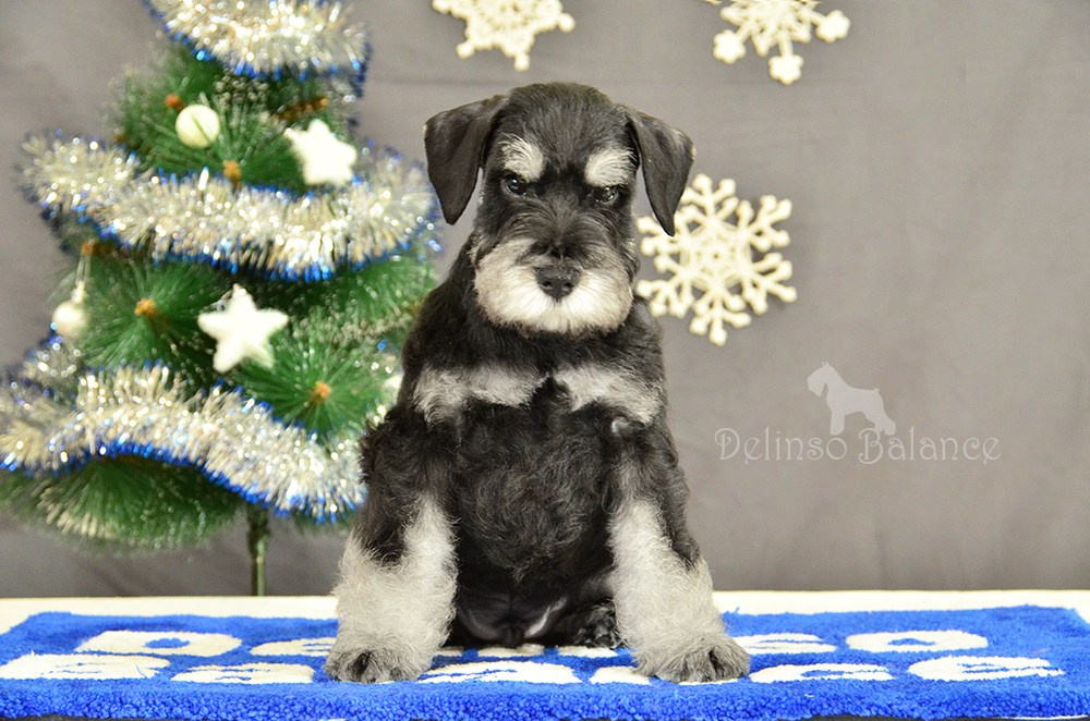 #питомникцвергшнауцеров #делинсобэлэнс #щенокцвергшнауцера