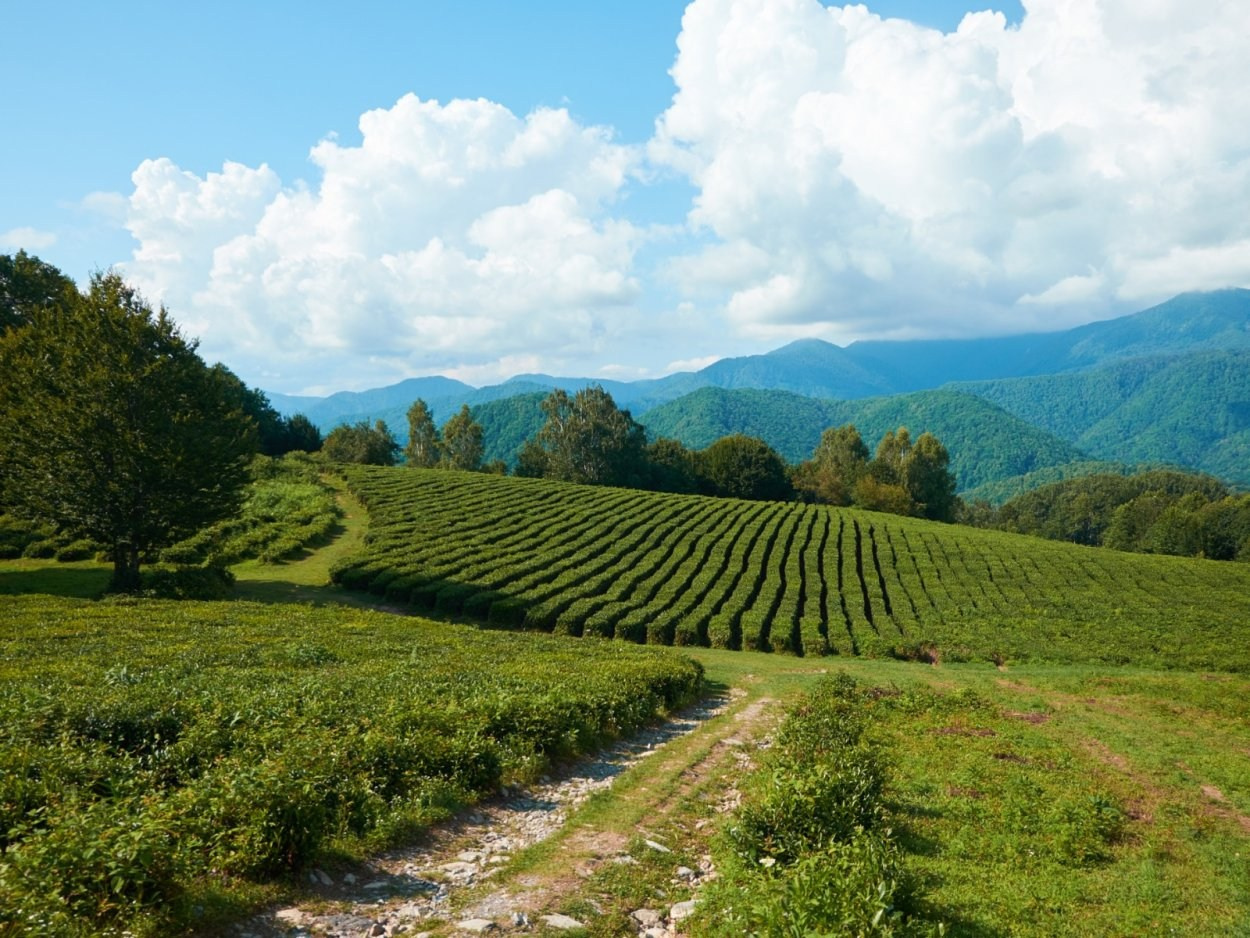 КРАСИВЫЕ МЕСТА В СОЧИ. Свадебный и семейный фотограф/видеограф в Краснодаре Наталья Осинская