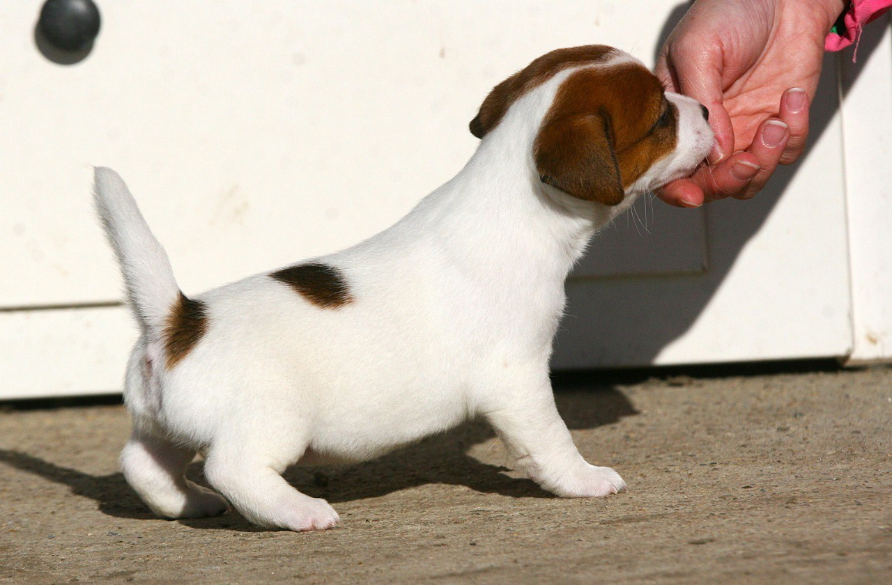 Сука 1. Lovely-Orange питомник джек рассел терьеров