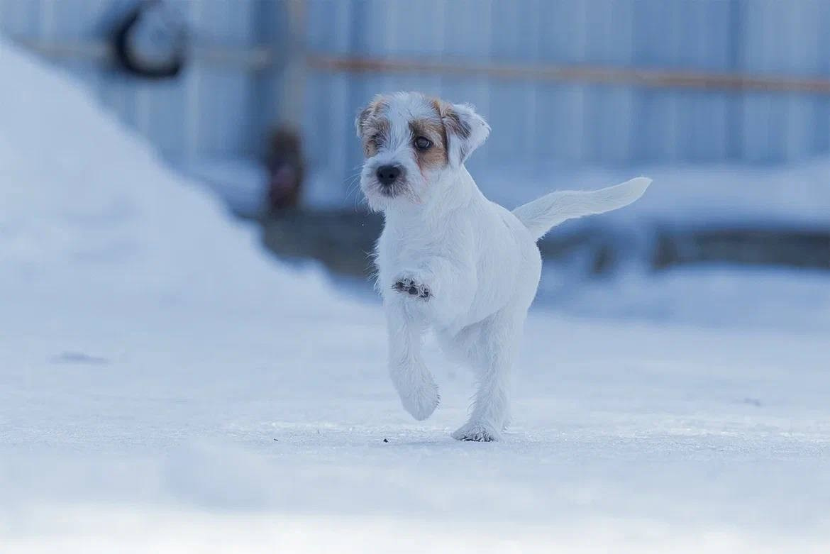 Сука 2. Lovely-Orange питомник джек рассел терьеров