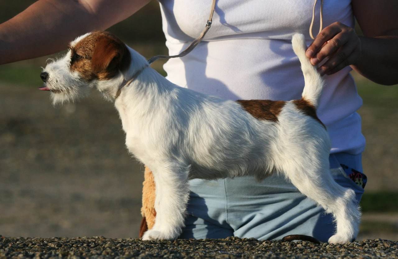 Port Fortis Amore Mio. Lovely-Orange питомник джек рассел терьеров